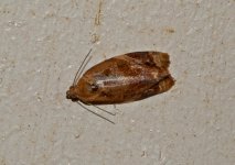 Tortrix-0610.jpg