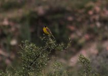 Black h bunting male.jpg