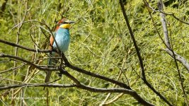 2018.05.12 Bee-eater.JPG