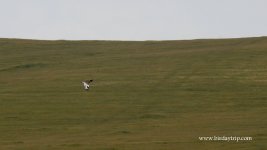 2018.05.12 Little Bustard.JPG