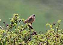 Rock Bunting2.jpg