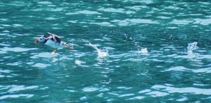 P1750826.jpeg  Puffin walking on water.jpeg