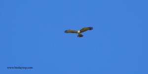 2018.05.12 Short-toed Snake Eagle.JPG