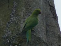 R N PARAKEET-H Park.jpg