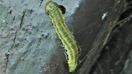 caterpillar.JPG