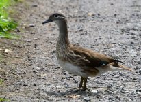 juvenile-mandarin-002.jpg