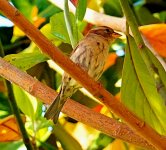 Greece (Sedge Warbler).jpg