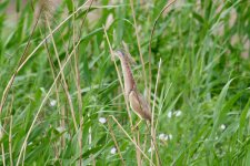 Yellow Bittern.jpg