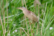 Yellow Bittern (1).jpg