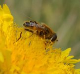 hoverfly on dandelion_1.JPG