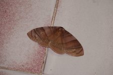 moth Khao Yai_rsz.jpg