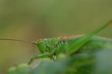 bush cricket sp_1.JPG