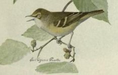 white eyed vireo.jpg