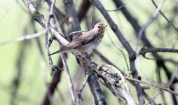 Thrush-3.jpg