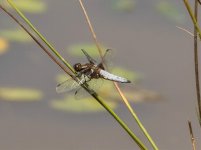 Broad-bodied chaser - Libellula depressa A 2J4A5809.jpg