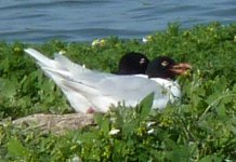 Med Gulls.jpg