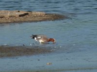 Wigeon.jpg