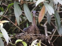 sunbittern on nest.JPG