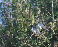 Swallows_Girdle Ness_310818a.jpg