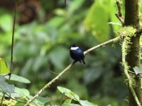 white ruffed manakin.JPG