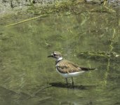 180617_DCRRA_Killdeer_BF.jpg