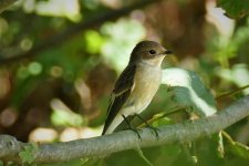 P1950131ed40 Pied Flycatcher.jpg