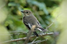 P1950272ed30 Pied Fly 7 Aug.jpg