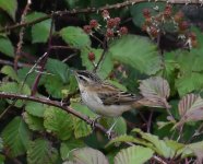 Sedge Warbler_Girdle Ness_040818a.jpg