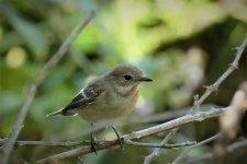 P1950296ed30 Pied Fly 7 Aug.jpg