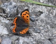 Small Copper_Girdle Ness_040818a.jpg