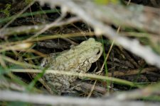 P1950333ed50 leucistic Toad.jpg