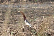 Chinese Pond Heron.jpg