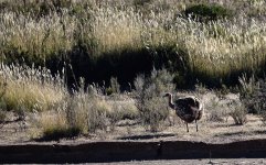 DSC00525 Lesser Rhea @ altiplano.jpg