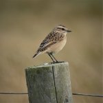 P1960051ed50 1W Whinchat.jpg