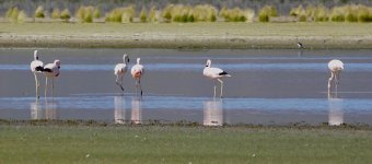 DSC00489 Chilean & Andean Flamingoes @ altiplano.jpg