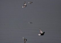 White winged Tern2.jpg