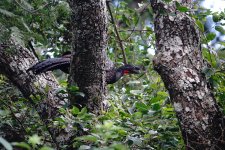 DSC00635 Dusky-legged Guan @ Salta.jpg