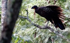 DSC00647 Dusky-legged Guan @ Salta.jpg