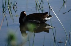 DSC00548 Laughing Moorhen @ Uquia.jpg