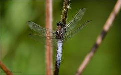 Dragonfly 10.jpg