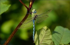 Dragonfly 12.jpg