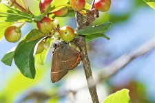 White-letter Hairstreak butterfly 2018 record shot 06366.jpg