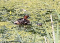 Little Grebe-8868.jpg