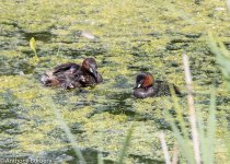 Little Grebe-8872.jpg