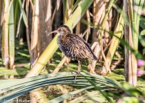 Water Rail-8643.jpg