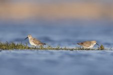 Dunlin_DSG54483.jpg