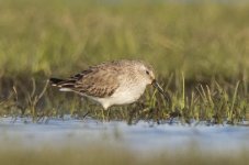 Dunlin_DSG54471.jpg