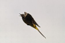 Wagtail 3.jpg