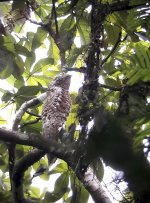 great potoo digiscoped.jpg