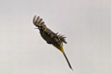 Wagtail 4.jpg